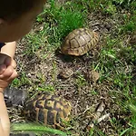Simun&jakov *