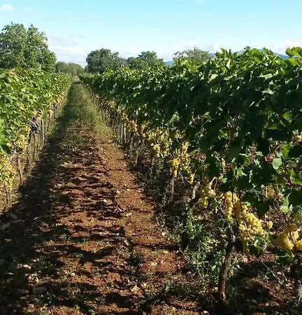 Simun&jakov * Drinovci