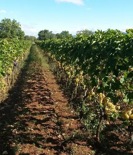 Simun&jakov * Drinovci